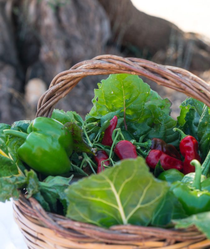 masseria-salamina-ortaggi